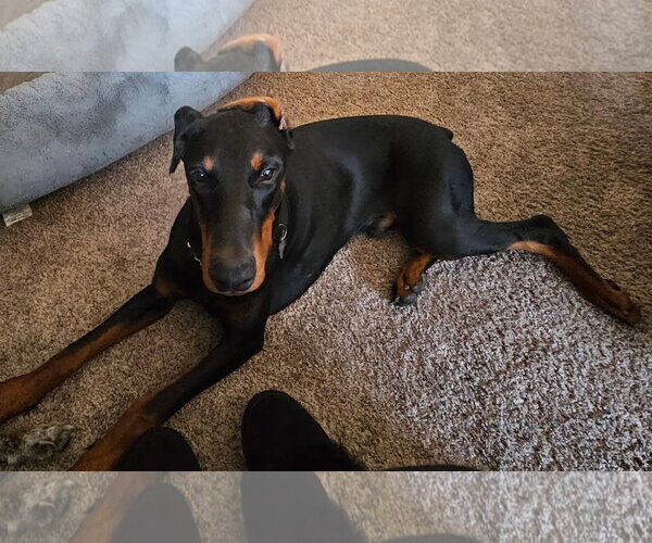 Medium Photo #5 Doberman Pinscher Puppy For Sale in Buffalo, MN, USA