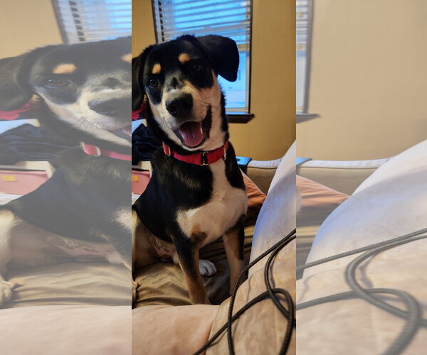 Medium Photo #6 Mutt Puppy For Sale in Doylestown, PA, USA