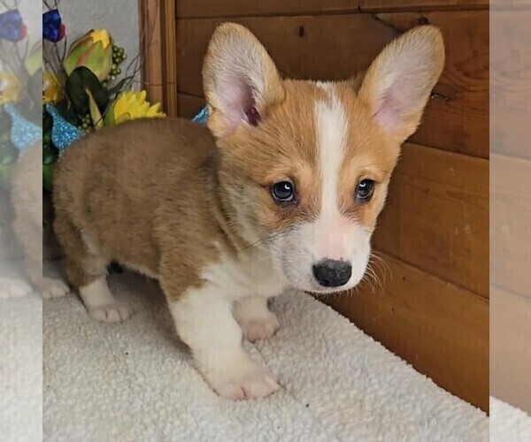 Medium Photo #3 Pembroke Welsh Corgi Puppy For Sale in JASONVILLE, IN, USA