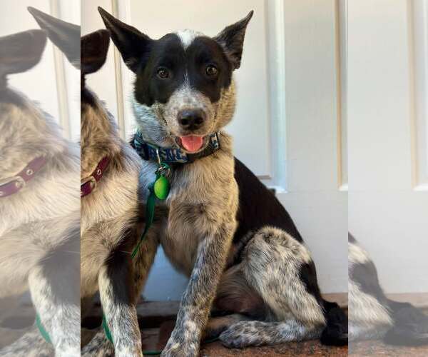 Medium Photo #2 Mutt Puppy For Sale in Paso Robles, CA, USA