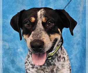 Bluetick Coonhound-Unknown Mix Dogs for adoption in New York, NY, USA