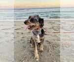 Small Photo #1 Aussiedoodle-Labradoodle Mix Puppy For Sale in BRYANTOWN, MD, USA