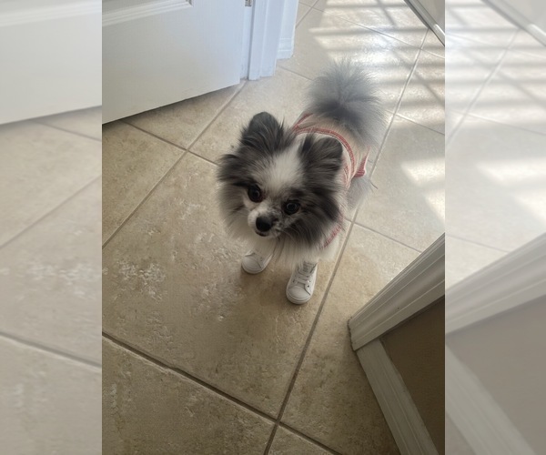 Medium Photo #1 Pomeranian Puppy For Sale in PORTLAND, ME, USA