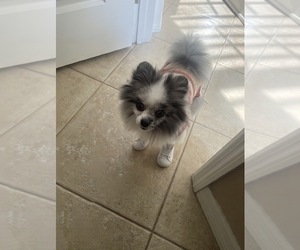 Father of the Pomeranian puppies born on 01/27/2026