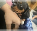 Small Photo #8 Dachshund Puppy For Sale in ALTOONA, PA, USA
