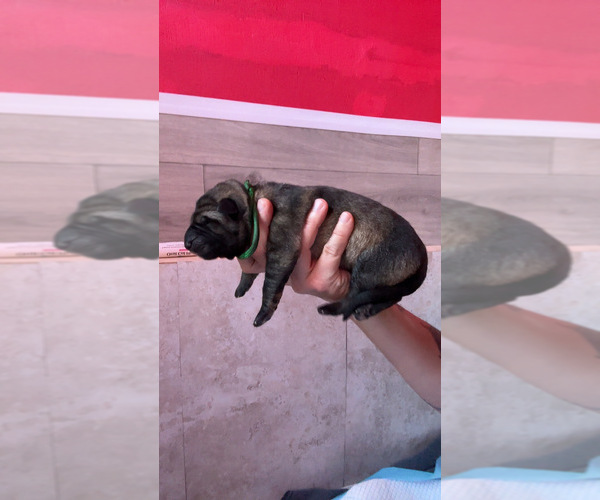 Medium Photo #2 German Shepherd Dog Puppy For Sale in LAKE ELSINORE, CA, USA