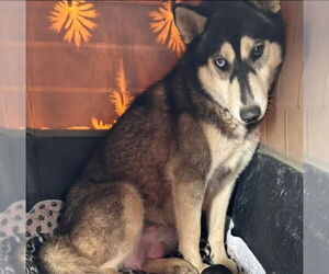Siberian Husky Dogs for adoption in DISCOVERY BAY, CA, USA