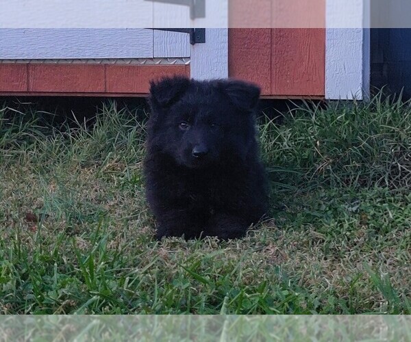 Medium Photo #3 German Shepherd Dog Puppy For Sale in COUCH, MO, USA