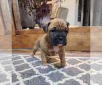 Puppy 10 Boxer