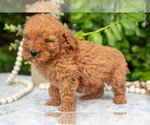 Small Photo #16 Goldendoodle (Miniature) Puppy For Sale in BERNE, IN, USA