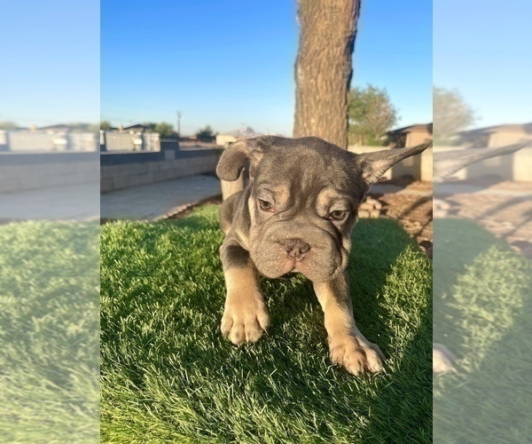 Medium Photo #36 French Bulldog Puppy For Sale in KANSAS CITY, MO, USA