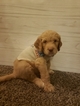 Puppy 1 Poodle (Standard)-Pyredoodle Mix
