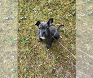 American Bully-French Bulldog Mix Puppy for sale in STONE MOUNTAIN, GA, USA