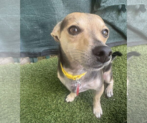 Medium Photo #1 Chihuahua-Unknown Mix Puppy For Sale in Tempe , AZ, USA