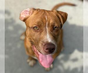 American Pit Bull Terrier Dogs for adoption in Tulsa, OK, USA