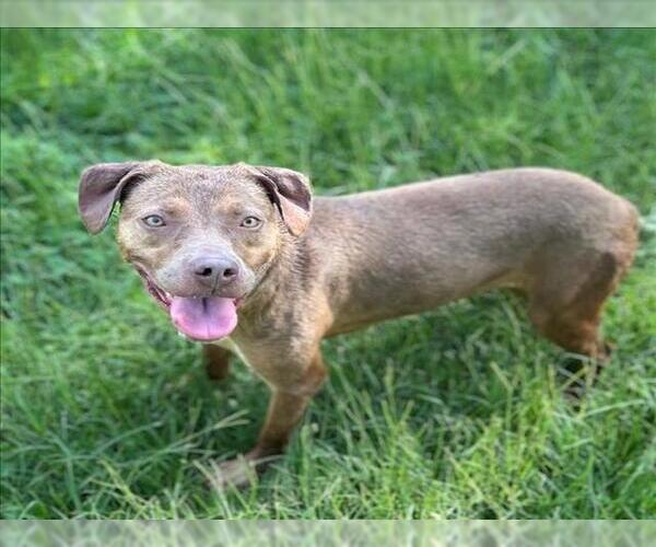 Medium Photo #2 American Pit Bull Terrier-Unknown Mix Puppy For Sale in Conroe, TX, USA