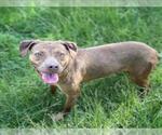 Small #1 American Pit Bull Terrier Mix