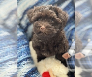 Havanese Puppy for sale in LIVONIA, MI, USA