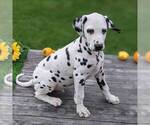 Small Photo #1 Dalmatian Puppy For Sale in ARTHUR, IL, USA