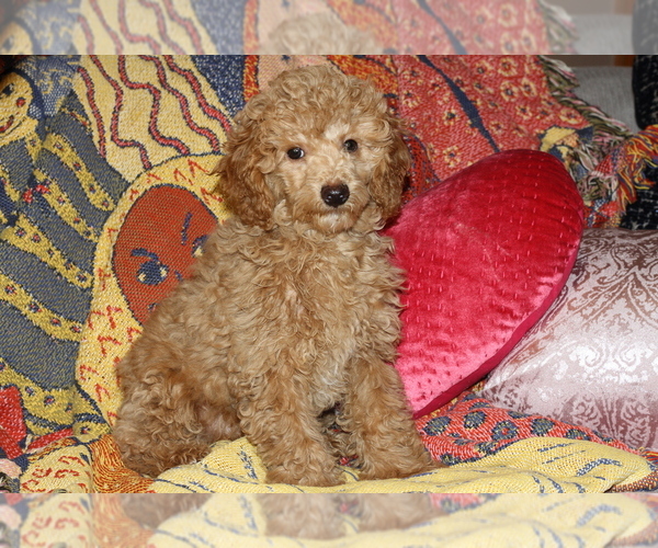 Medium Photo #5 Poodle (Toy) Puppy For Sale in EL PASO, TX, USA