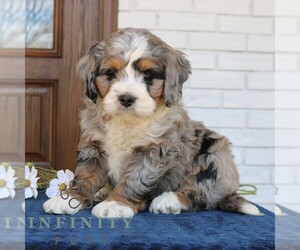 Bernedoodle (Miniature) Puppy for sale in NARVON, PA, USA