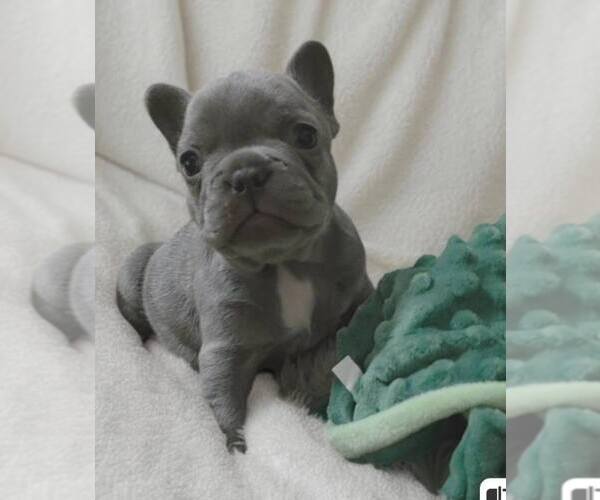 Medium Photo #4 French Bulldog Puppy For Sale in BOSTON, KY, USA