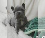 Small #3 French Bulldog