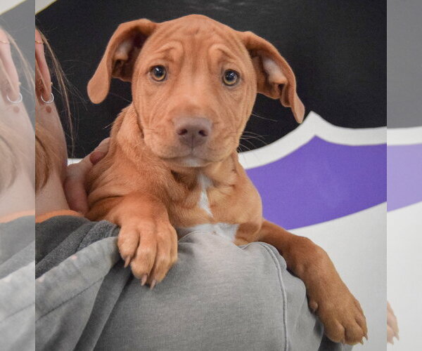 Medium Photo #5 American Staffordshire Terrier-Vizsla Mix Puppy For Sale in Huntley, IL, USA