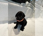 Small #2 Labrador Retriever