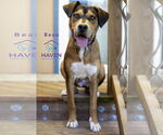Small #7 Labrador Retriever Mix