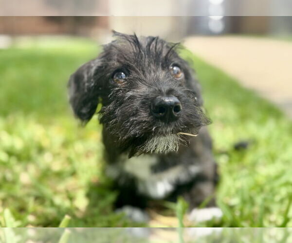 Medium Photo #4 Mutt Puppy For Sale in Houston, TX, USA