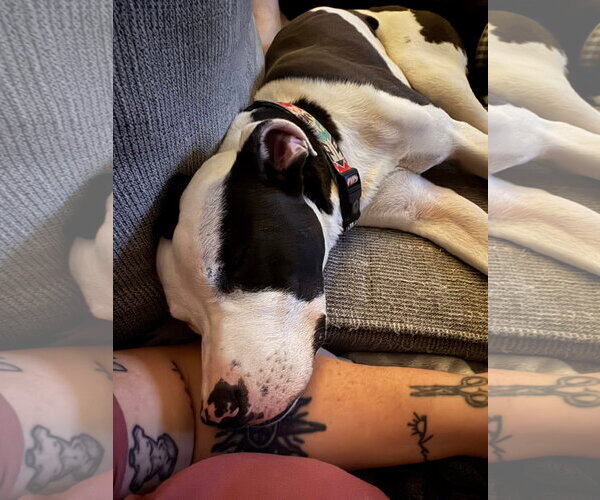 Medium Photo #7 American Pit Bull Terrier-Unknown Mix Puppy For Sale in Germantown, OH, USA