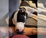 Small #6 American Pit Bull Terrier Mix