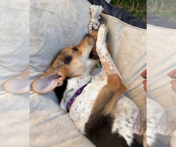 Medium Photo #2 Beagle-Unknown Mix Puppy For Sale in Lakewood, CO, USA