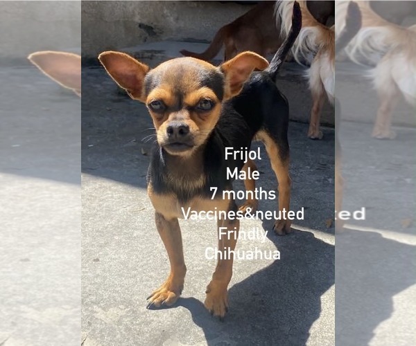 Medium Photo #2 Chihuahua Puppy For Sale in Seattle, WA, USA