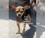 Small #1 Chihuahua