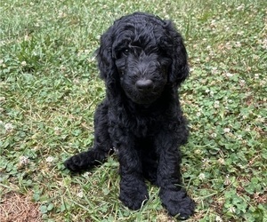 Goldendoodle Puppy for Sale in DULUTH, Georgia USA