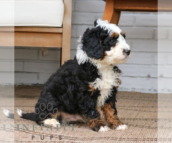 Medium Photo #3 Bernedoodle (Miniature) Puppy For Sale in NARVON, PA, USA