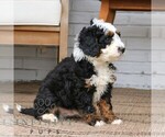 Small #2 Bernedoodle (Miniature)