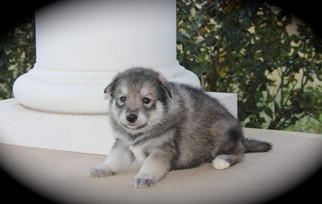 Pomsky Puppy for sale in KRUM, TX, USA