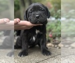Small #1 Cane Corso