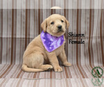 Small Photo #9 Golden Labrador Puppy For Sale in BRIDGEWATER, VA, USA