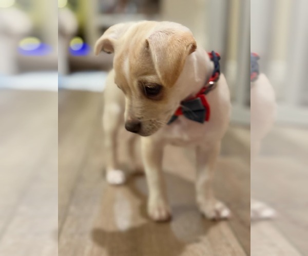 Medium Photo #3 Daug Puppy For Sale in Escondido, CA, USA