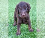 Small Photo #6 Labradoodle Puppy For Sale in THE VILLAGES, FL, USA