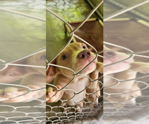 Medium Photo #6 Black Mouth Cur Puppy For Sale in Brooksville, FL, USA