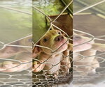 Small #5 Black Mouth Cur