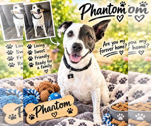 Mutt Dogs for adoption in Queen Creek, AZ, USA