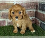 Small #13 Cavalier King Charles Spaniel