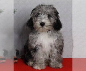Poodle (Miniature)-Sheepadoodle Mix Puppy for sale in FREDERICKSBURG, OH, USA