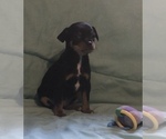Small Photo #7 Chihuahua Puppy For Sale in BLACKSTONE, VA, USA